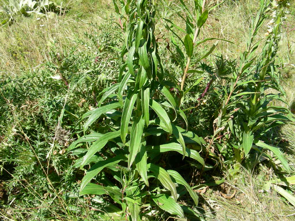 Digitalis ferruginea / Digitale bruna